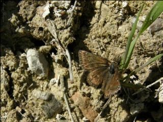 Pasl Zpzp (Erynnis tages)