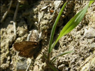 Pasl Zpzp (Erynnis tages)