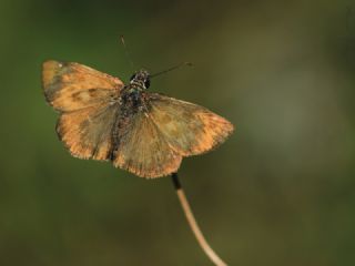Pasl Zpzp (Erynnis tages)