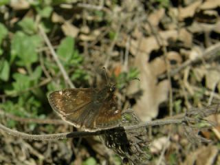 Pasl Zpzp (Erynnis tages)