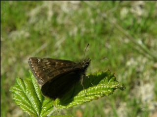 Pasl Zpzp (Erynnis tages)