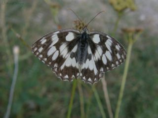 Orman Melikesi (Melanargia galathea)