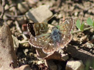 Kzl Zpzp (Spialia orbifer)