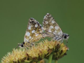 Kzl Zpzp (Spialia orbifer)