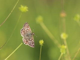 Ebegmeci Zpzp (Pyrgus malvae)