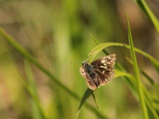 Ebegmeci Zpzp (Pyrgus malvae)