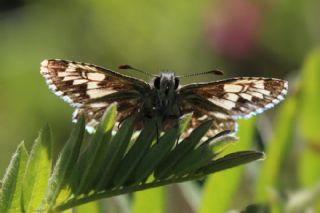 Ebegmeci Zpzp (Pyrgus malvae)