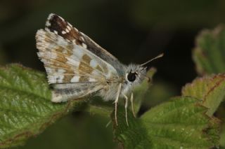 spanyol Zpzp (Pyrgus armoricanus)