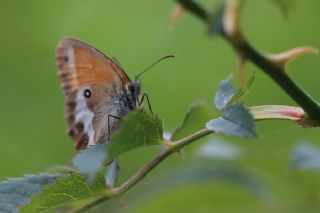 Funda Zpzp Perisi (Coenonympha arcania)