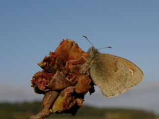 Kk Zpzp Perisi (Coenonympha pamphilus)