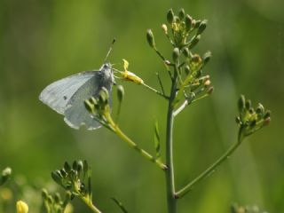 Yalanc Beyazmelek (Pieris pseudorapae)