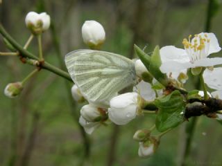 Yalanc Beyazmelek (Pieris pseudorapae)