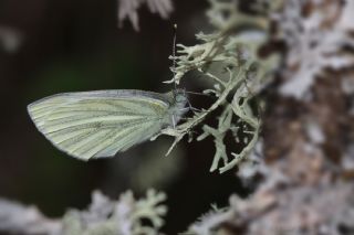 Yalanc Beyazmelek (Pieris pseudorapae)