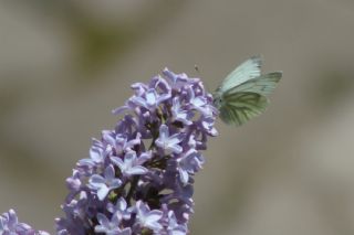 Yalancı Beyazmelek (Pieris pseudorapae)