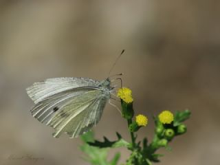 Yalanc Beyazmelek (Pieris pseudorapae)