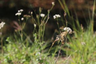 K�rlang��kuyruk&nbsp;(Papilio&nbsp;machaon)