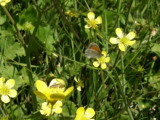 Kk Zpzp Perisi (Coenonympha pamphilus)
