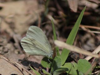 Narin Orman Beyaz (Leptidea sinapis)