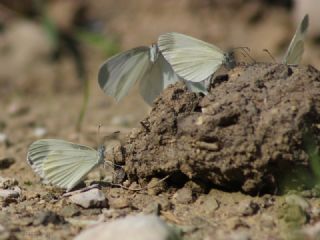 Narin Orman Beyaz (Leptidea sinapis)