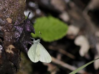 Narin Orman Beyaz (Leptidea sinapis)