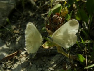 Narin Orman Beyaz (Leptidea sinapis)