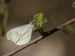 Narin Orman Beyaz (Leptidea sinapis)