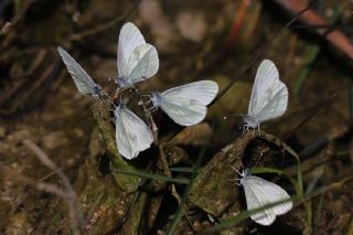 Narin Orman Beyaz (Leptidea sinapis)