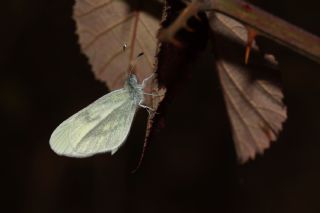 Narin Orman Beyaz (Leptidea sinapis)