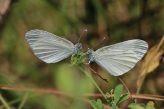 Narin Orman Beyaz (Leptidea sinapis)