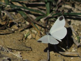 Narin Orman Beyaz (Leptidea sinapis)