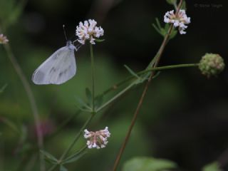 Narin Orman Beyaz (Leptidea sinapis)