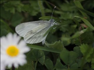 Narin Orman Beyaz (Leptidea sinapis)
