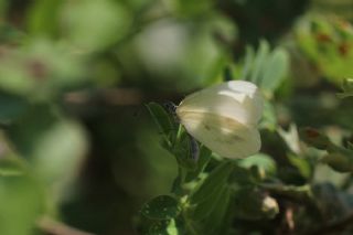 Narin Orman Beyaz (Leptidea sinapis)