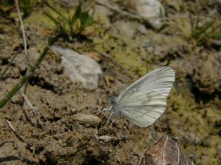 Narin Orman Beyaz (Leptidea sinapis)