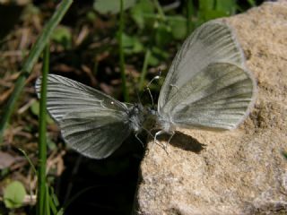 Narin Orman Beyaz (Leptidea sinapis)