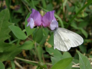 Narin Orman Beyaz (Leptidea sinapis)