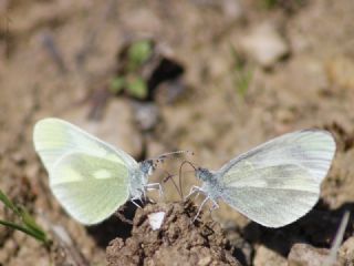 Narin Orman Beyaz (Leptidea sinapis)