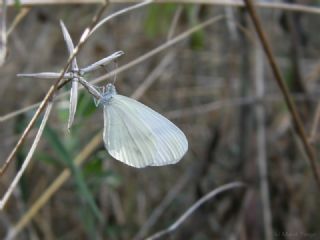 Narin Orman Beyaz (Leptidea sinapis)