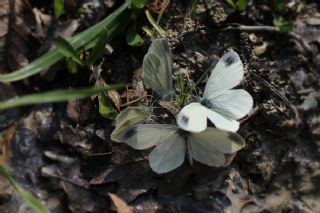 Narin Orman Beyaz (Leptidea sinapis)