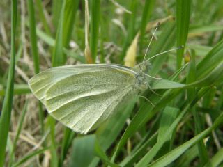 Byk Beyazmelek  (Pieris brassicae)