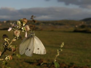 Byk Beyazmelek  (Pieris brassicae)