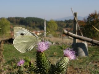 Byk Beyazmelek  (Pieris brassicae)