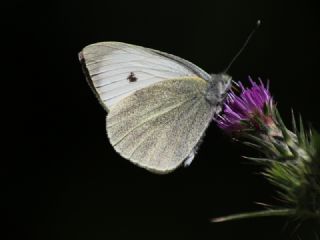 Byk Beyazmelek  (Pieris brassicae)