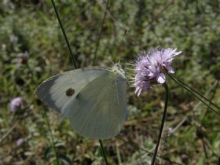 Byk Beyazmelek  (Pieris brassicae)