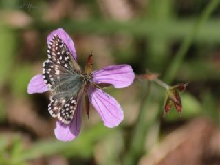 Ebegmeci Zpzp (Pyrgus malvae)