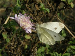 Byk Beyazmelek  (Pieris brassicae)