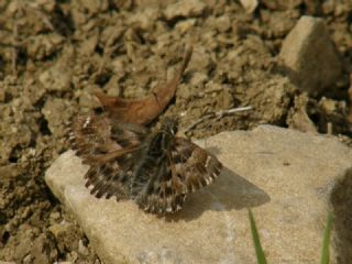 Hatmi Zpzp (Carcharodus alceae)