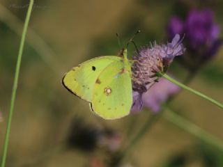 Gzel Azamet (Colias alfacariensis)