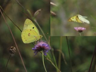 Gzel Azamet (Colias alfacariensis)