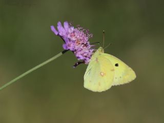 Gzel Azamet (Colias alfacariensis)
